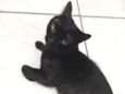 Tonico