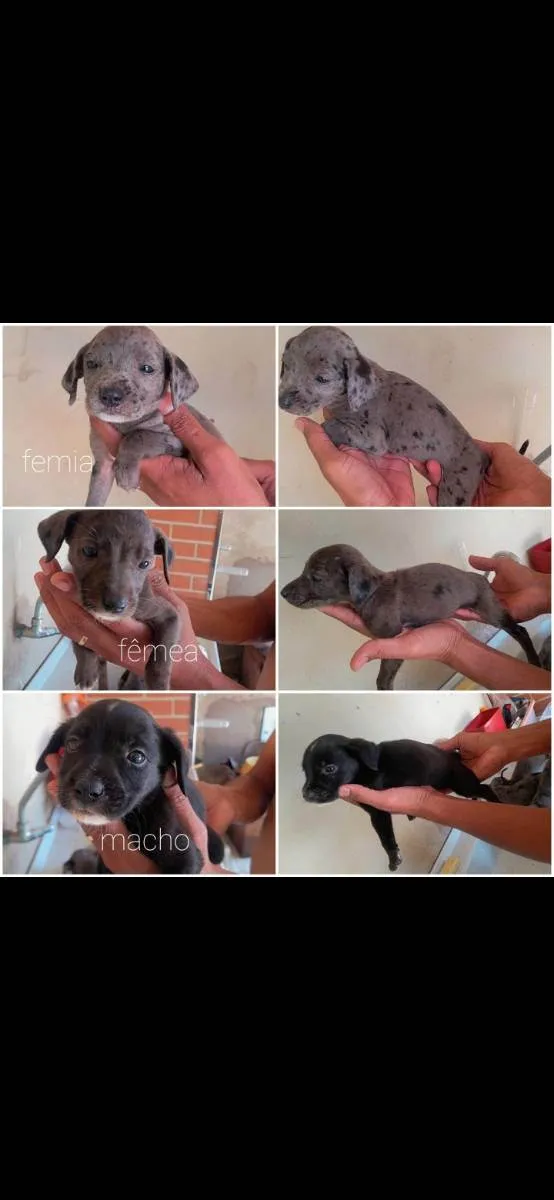 Cachorro ra a Srd idade 2 a 6 meses nome Não sei