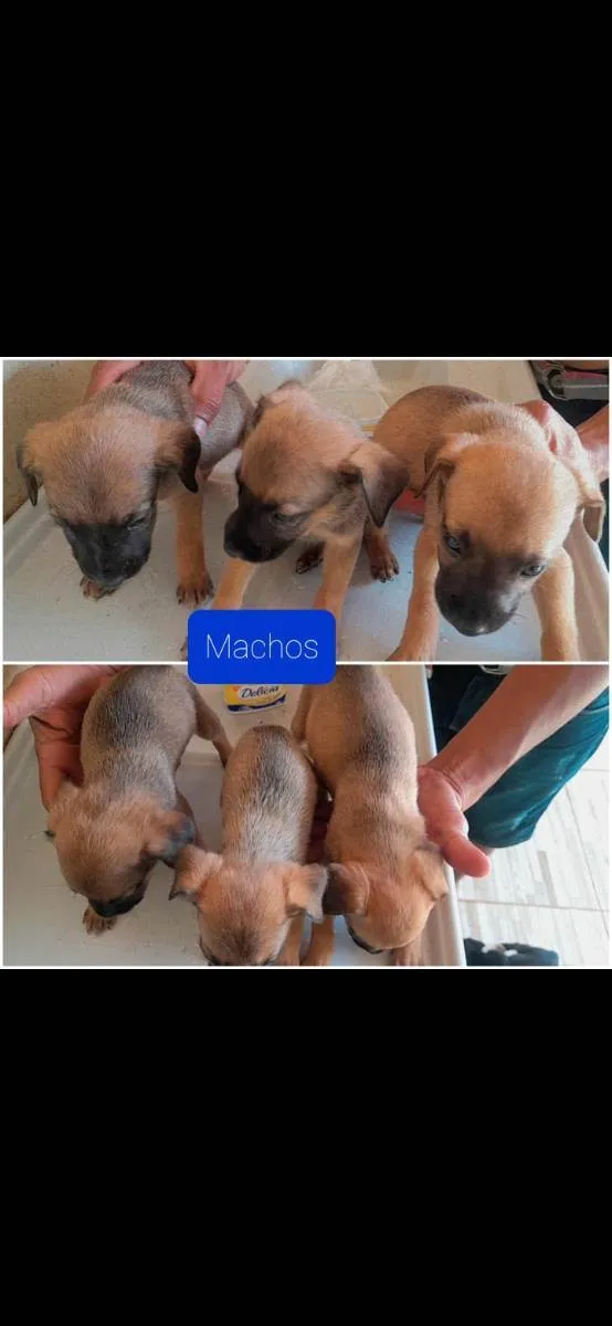 Cachorro ra a Srd idade 2 a 6 meses nome Não sei