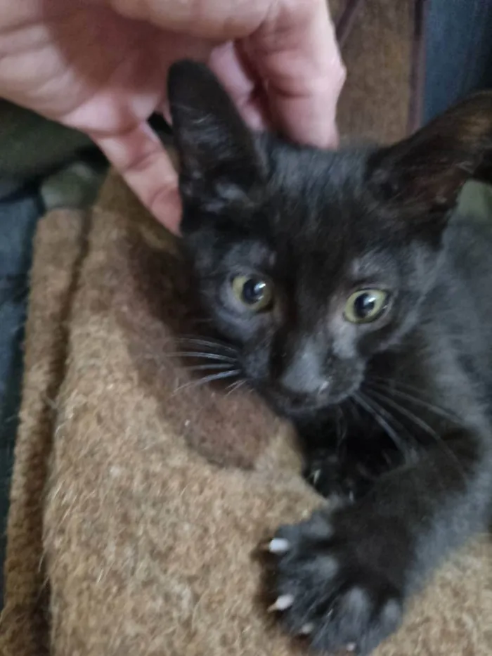 Gato ra a Felino SRD idade 2 a 6 meses nome Wandinha