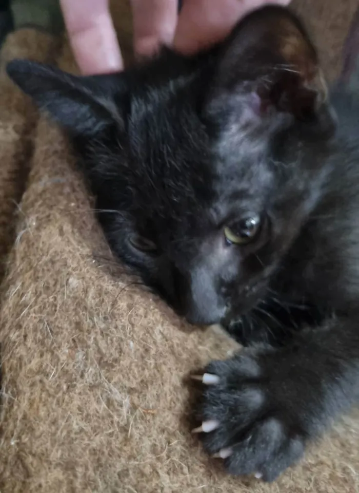 Gato ra a Felino SRD idade 2 a 6 meses nome Wandinha