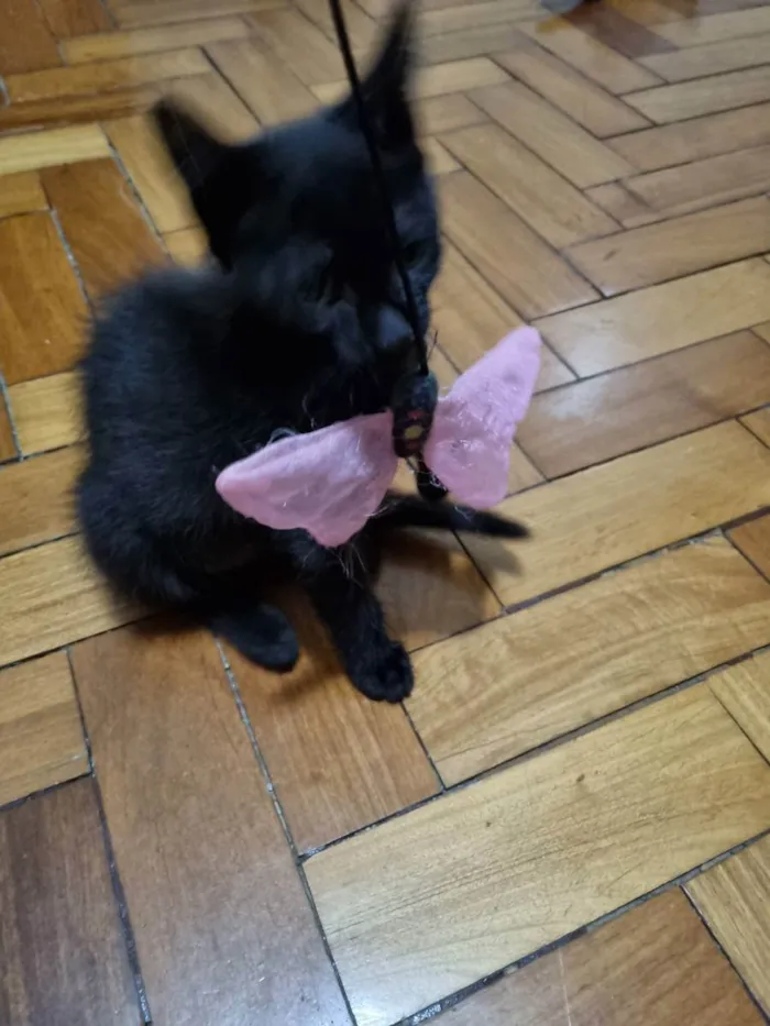 Gato ra a Felino SRD idade 2 a 6 meses nome Wandinha