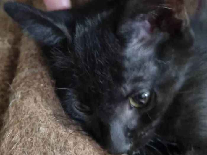Gato ra a Felino SRD idade 2 a 6 meses nome Wandinha