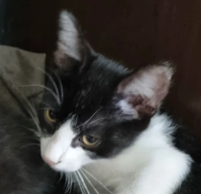 Gato ra a Felino SRD idade 2 a 6 meses nome George Clooney