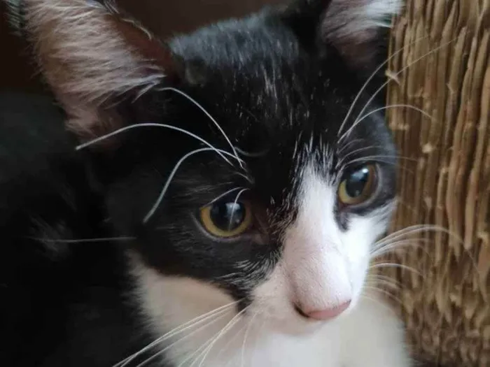 Gato ra a Felino SRD idade 2 a 6 meses nome George Clooney