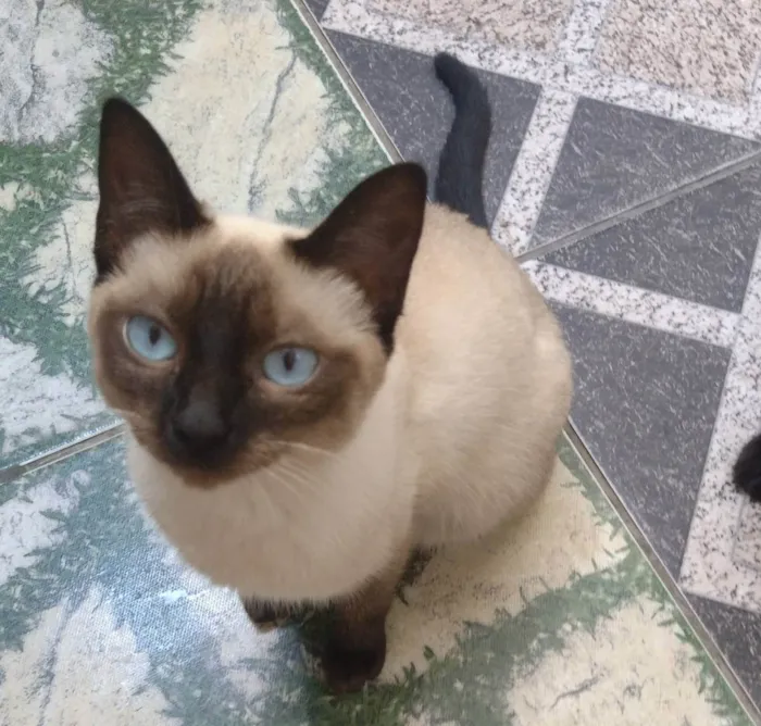 Gato ra a Siamês  idade 2 a 6 meses nome Nina 