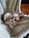 Jedi