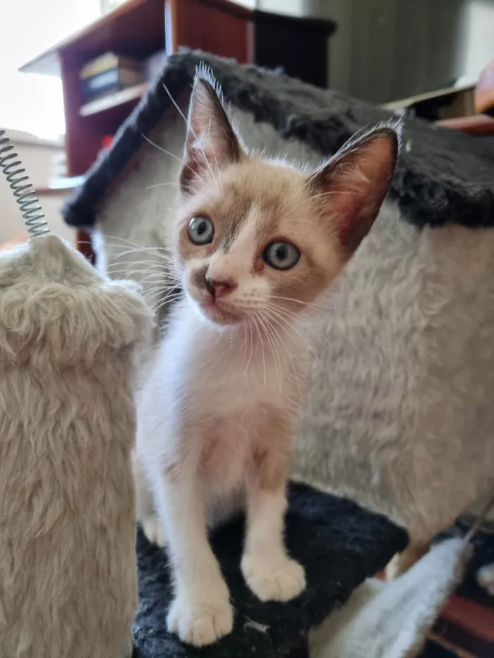 Gato ra a Felino SRD idade 2 a 6 meses nome Jedi