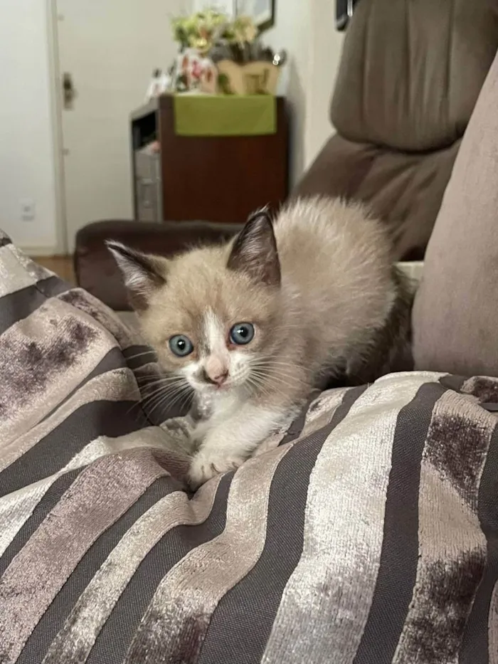 Gato ra a Felino SRD idade 2 a 6 meses nome Jedi