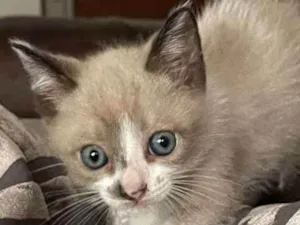 Gato raça Felino SRD idade 2 a 6 meses nome Jedi