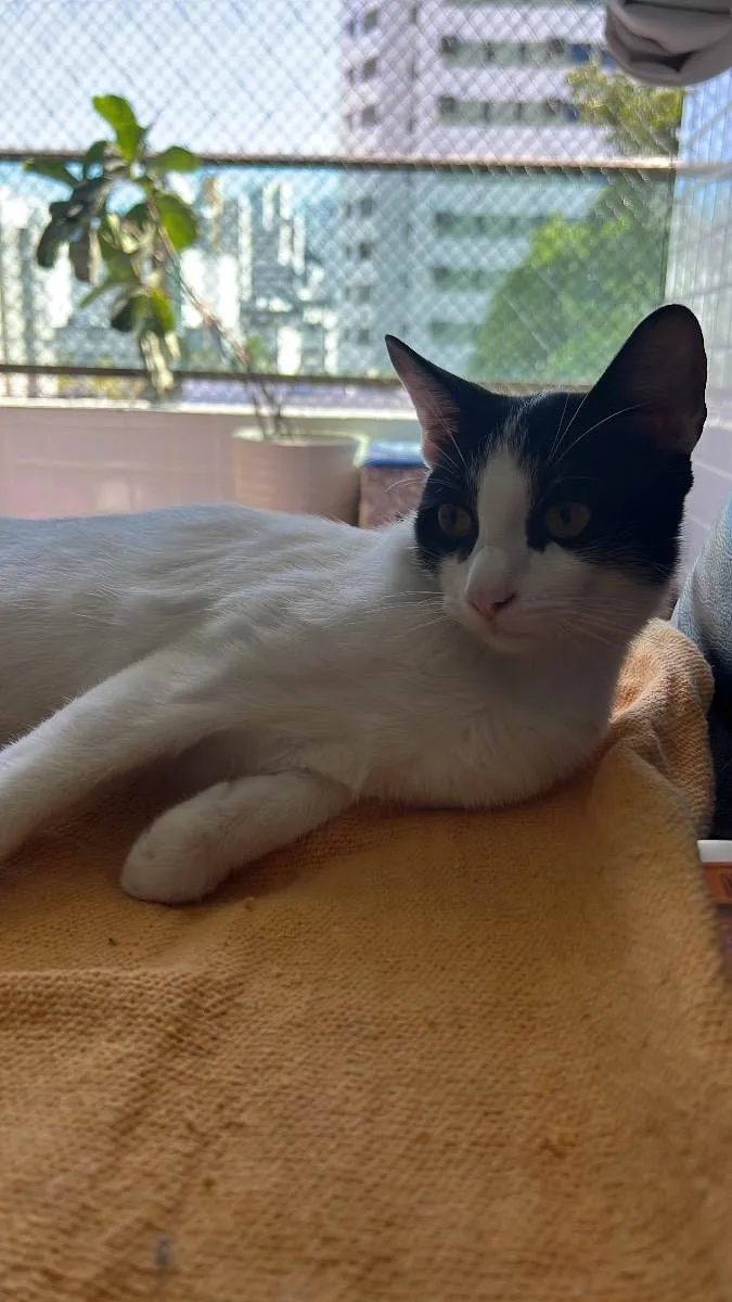 Gato ra a N/A idade 2 a 6 meses nome Nick