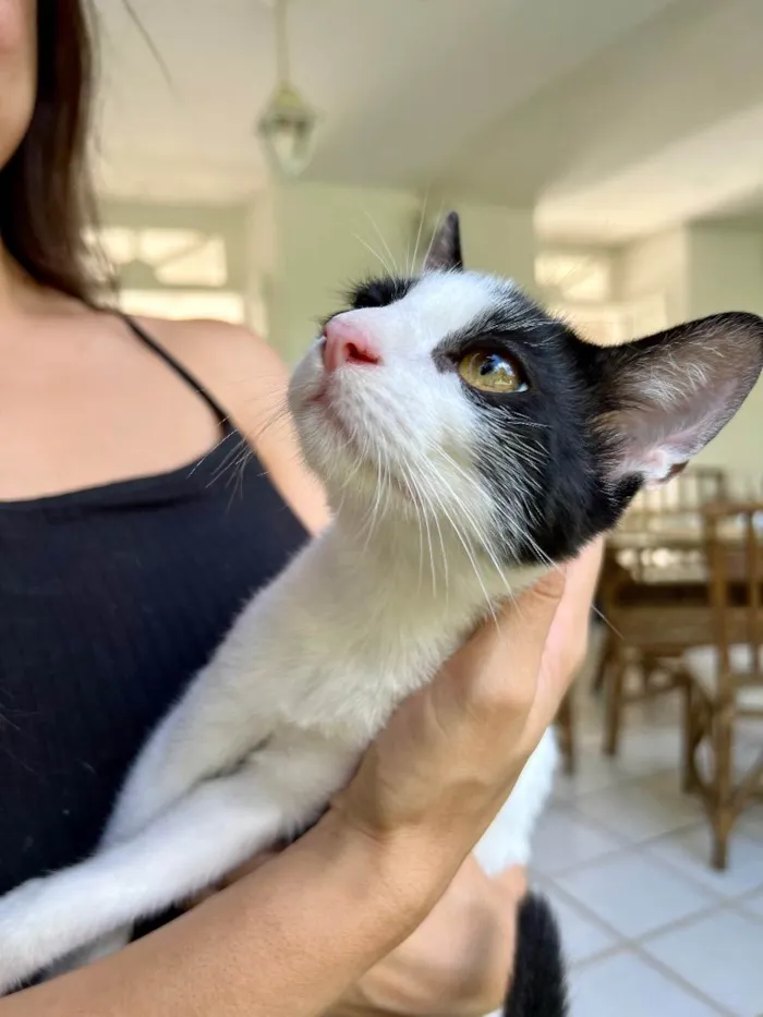 Gato ra a N/A idade 2 a 6 meses nome Nick