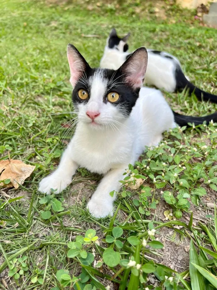 Gato ra a N/A idade 2 a 6 meses nome Nick