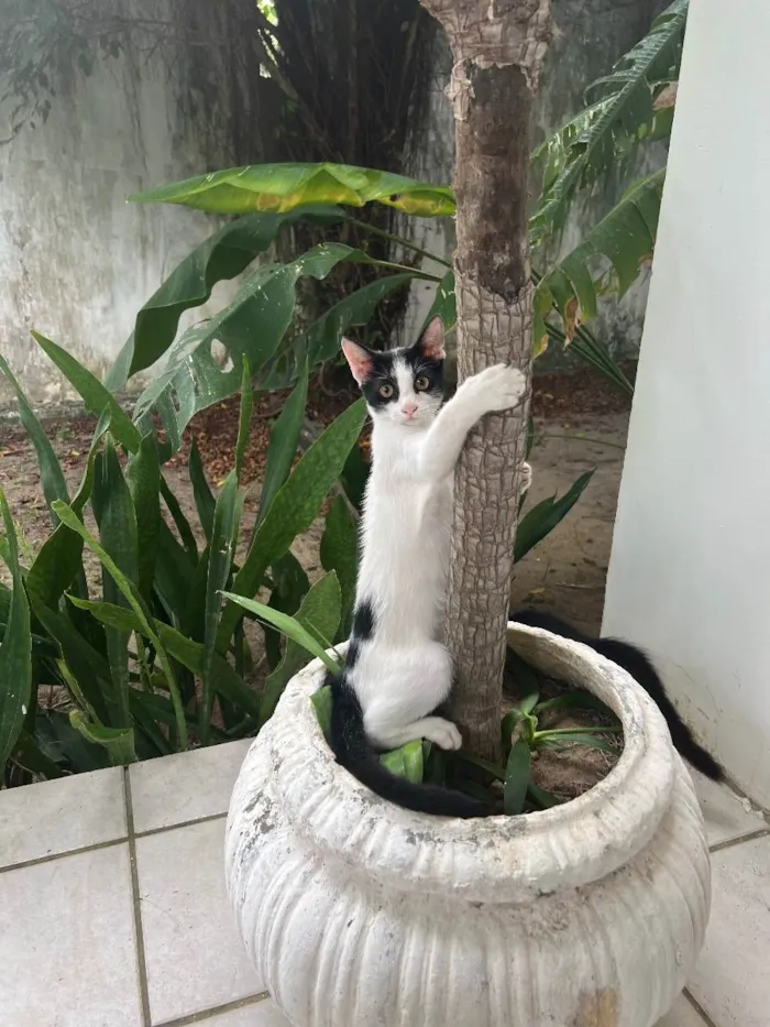 Gato ra a N/A idade 2 a 6 meses nome Nick
