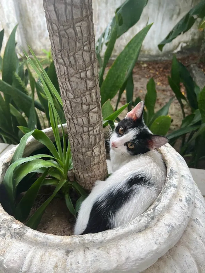 Gato ra a N/A idade 2 a 6 meses nome Nick