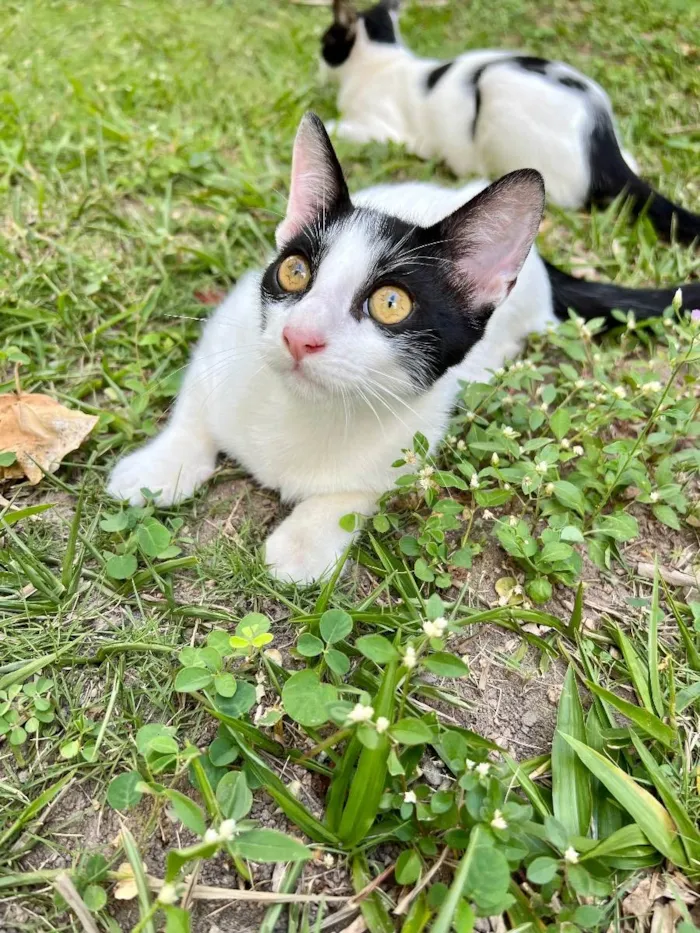 Gato ra a N/A idade 2 a 6 meses nome Nick
