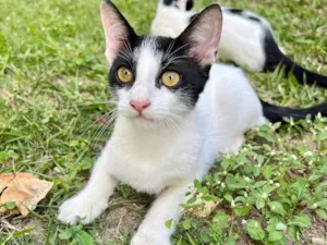 Gato raça N/A idade 2 a 6 meses nome Nick