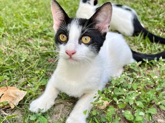 Gato ra a N/A idade 2 a 6 meses nome Nick
