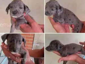 Cachorro raça Srd idade 2 a 6 meses nome Não sei