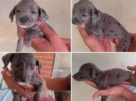 Cachorro ra a Srd idade 2 a 6 meses nome Não sei