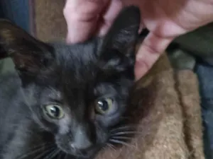 Gato raça Felino SRD idade 2 a 6 meses nome Wandinha