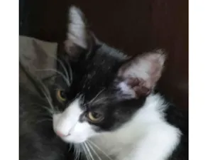 Gato raça Felino SRD idade 2 a 6 meses nome George Clooney