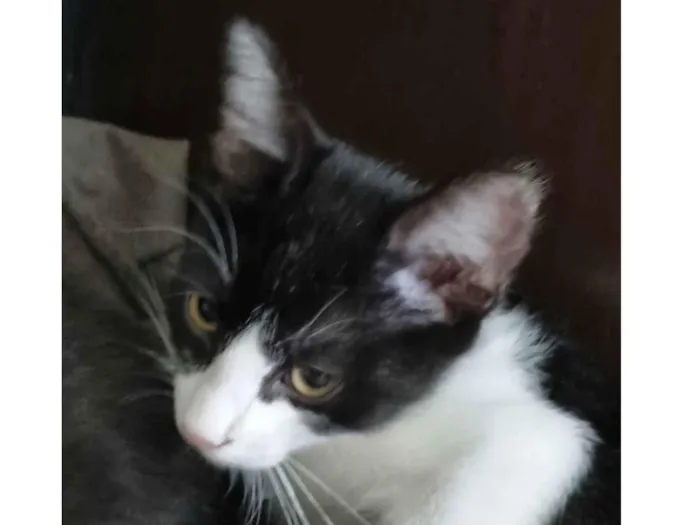 Gato ra a Felino SRD idade 2 a 6 meses nome George Clooney