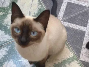Gato raça Siamês  idade 2 a 6 meses nome Nina 