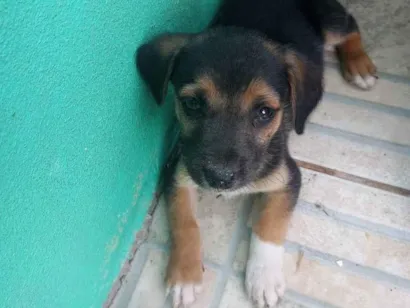 Cachorro raça Vira lata  idade Abaixo de 2 meses nome Não possui 