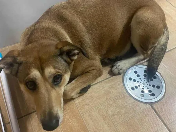 Cachorro ra a SRD idade 2 anos nome Desconhecido