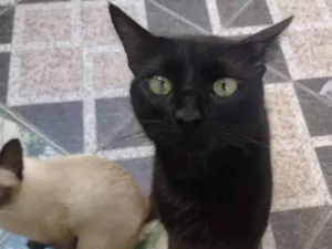 Gato raça não sei  idade 1 ano nome Não sei 