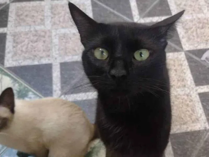 Gato ra a não sei  idade 1 ano nome Não sei 