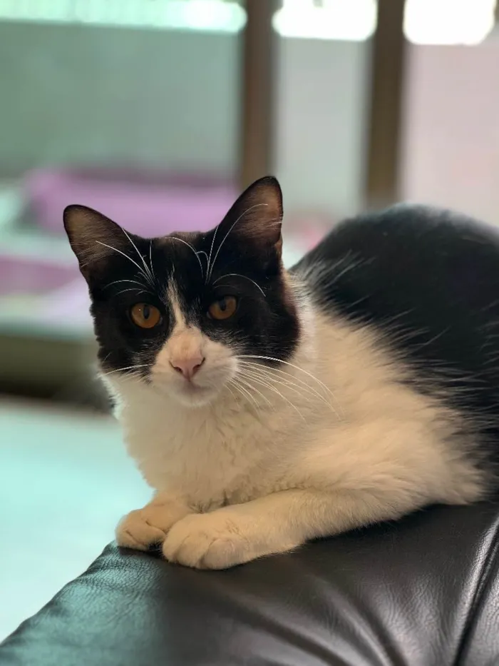 Gato ra a N/A idade 7 a 11 meses nome Leo
