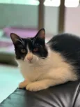 Leo