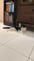 Leo