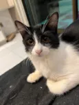 Leo