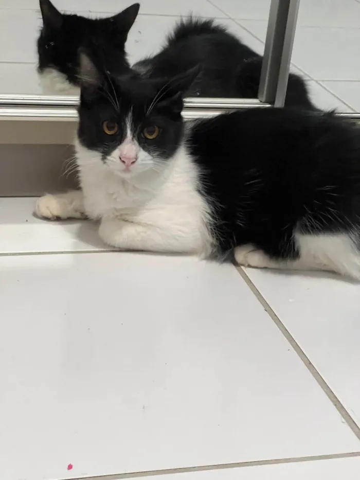 Gato ra a N/A idade 7 a 11 meses nome Leo