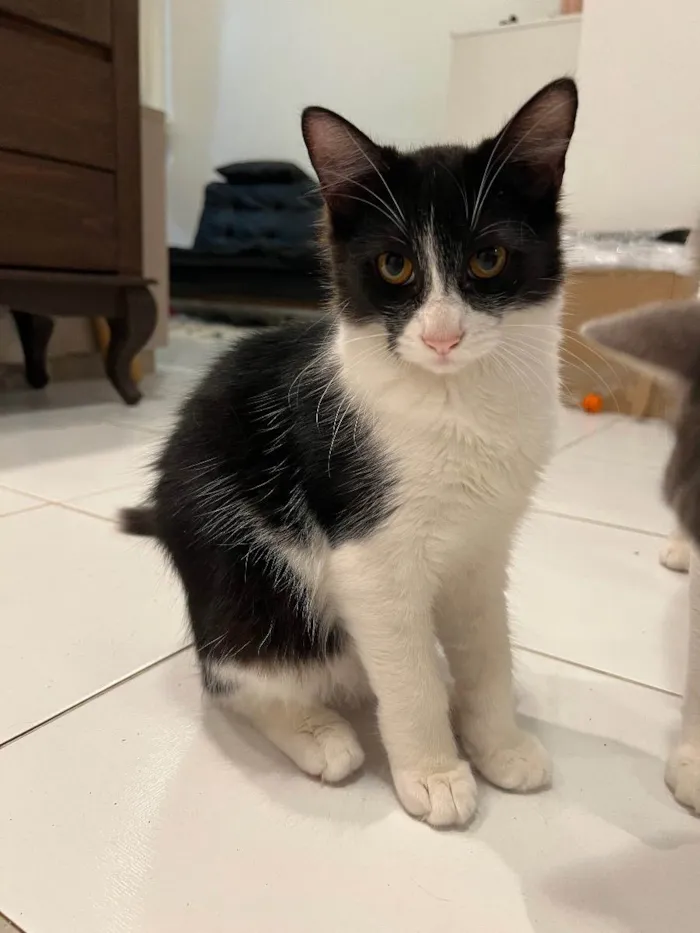 Gato ra a N/A idade 7 a 11 meses nome Leo