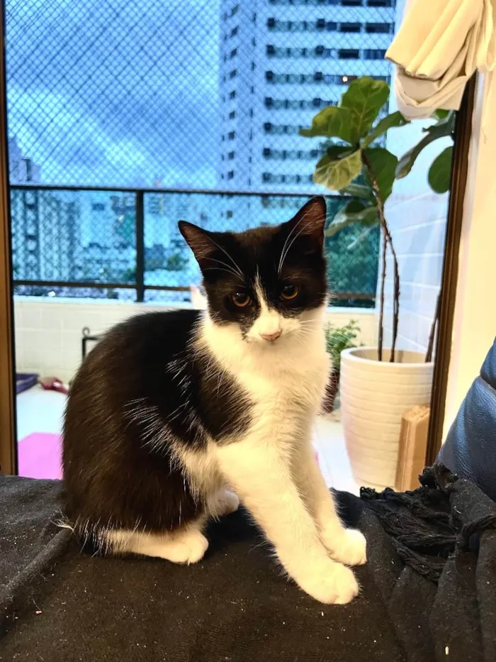 Gato ra a N/A idade 7 a 11 meses nome Leo