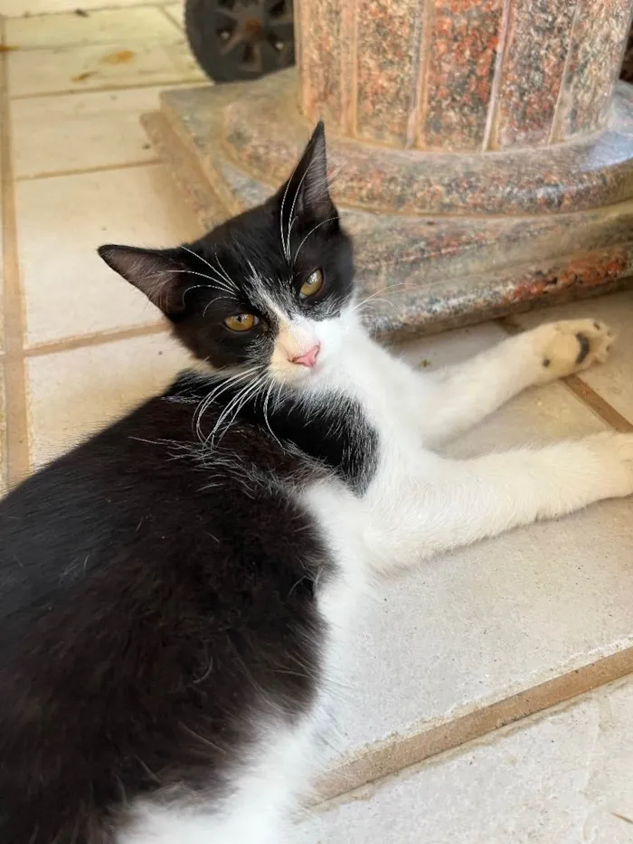 Gato ra a N/A idade 7 a 11 meses nome Leo