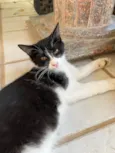 Leo