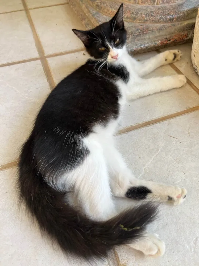 Gato ra a N/A idade 7 a 11 meses nome Leo