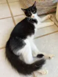 Leo