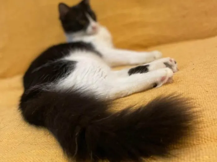 Gato ra a N/A idade 7 a 11 meses nome Leo