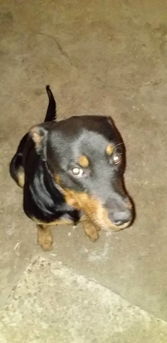 Cachorro ra a Rottweiler mestiço  idade 1 ano nome Sheik