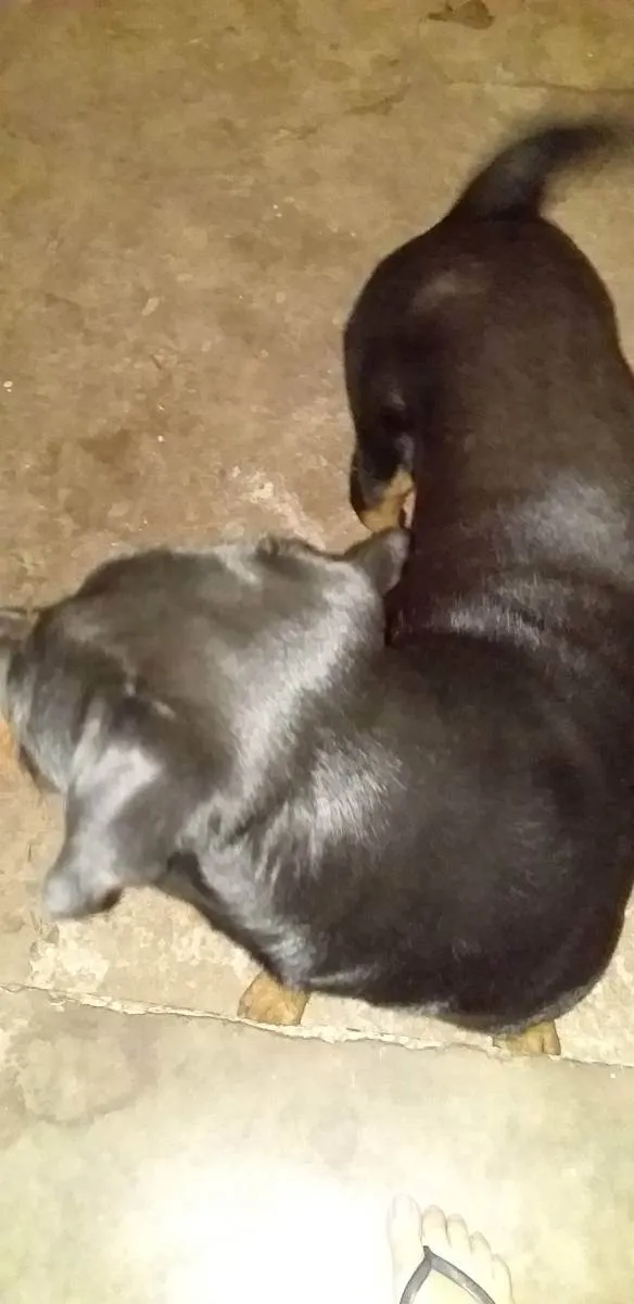 Cachorro ra a Rottweiler mestiço  idade 1 ano nome Sheik