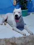 Apolo