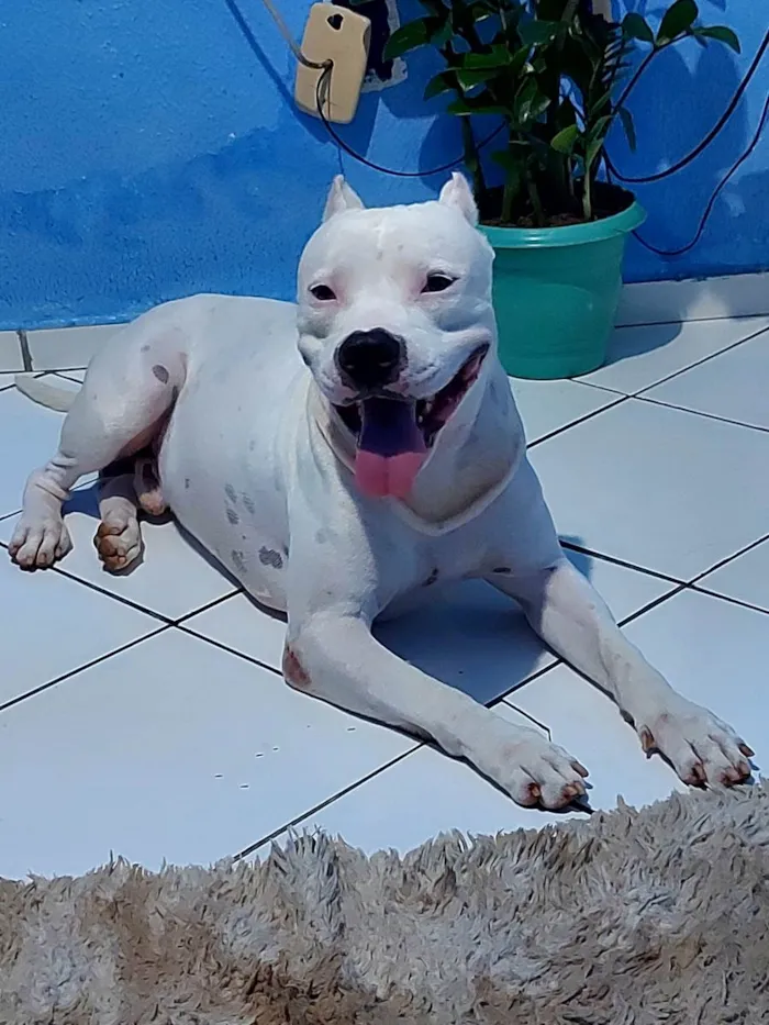 Cachorro raça Pitbull idade 1 ano nome Apolo