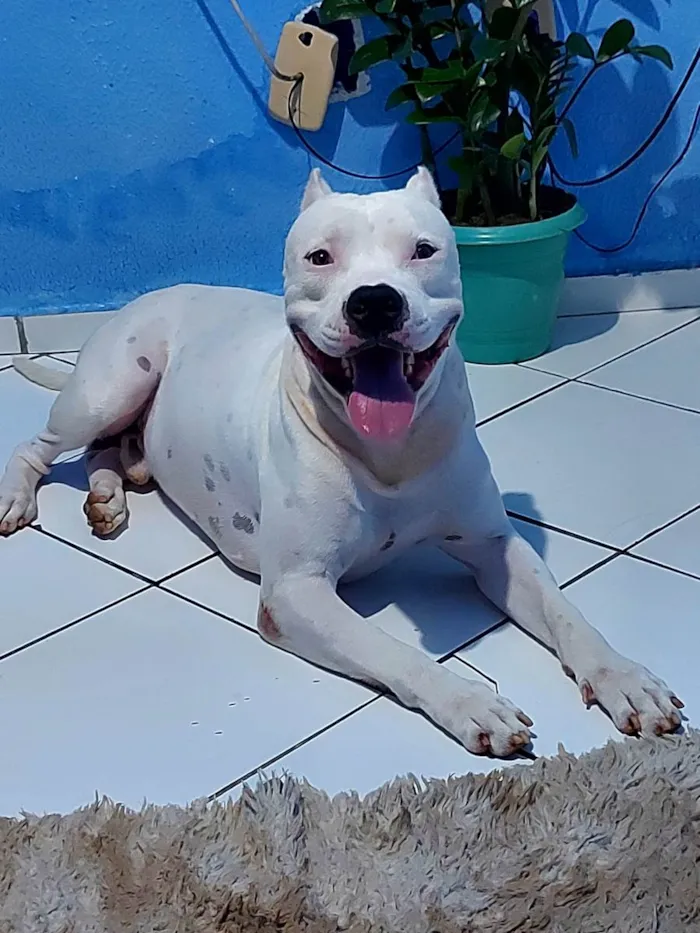 Cachorro raça Pitbull idade 1 ano nome Apolo