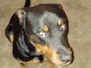 Cachorro raça Rottweiler mestiço  idade 1 ano nome Sheik